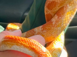 3 year old cone snake girl with setup