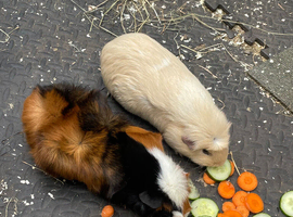 2 pairs of Guinea Pigs