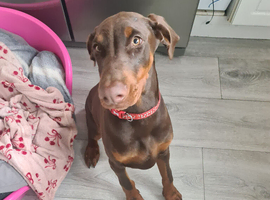 Doberman female