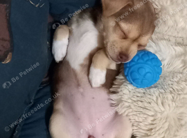 Chihuahua x Jack Russell girl.