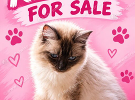 BEAUTIFUL RAGDOLL FEMALE FOR SALE