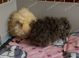 2 Female bonded guinea pigs