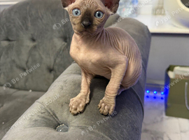 Sphynx  Canadian kittens 3 makes ready ti leave now