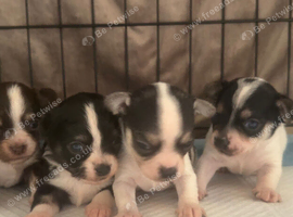 happy healthy litter of chihuahua puppies