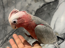 Hand-Rearing Baby Super Tame Cuddly Galah Cockatoo Parrot,15