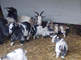 Pygmy goats kids Available