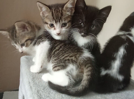 Beautiful kittens looking for their forever homes