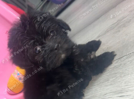 Lhasa apso puppies for sale