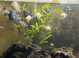 POLAR PARROT FISH