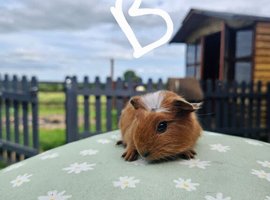 Baby guinea pigs