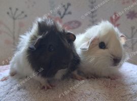Beautiful Baby Boars