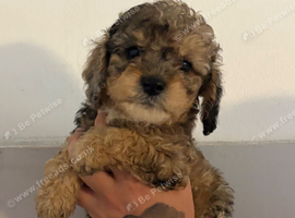 Cockapoo puppies