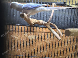 Proven Violet Cleartail Ringneck male