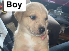 Pups for sale