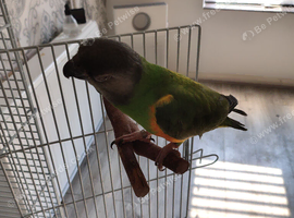 Young Senegal parrot
