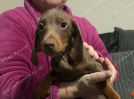 10 week old dachshund boy