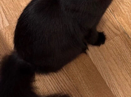 Beautiful cat for sale