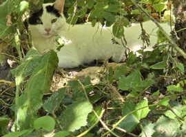 Beautiful kittens and mum
