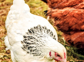 POL Hens - Hybrids