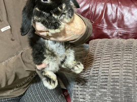 Mini lop