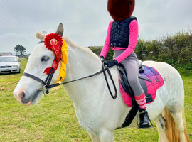 Irish Cob 13.2hh 6 years old
