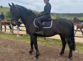 16.3h 9 year old warmblood schoolmaster