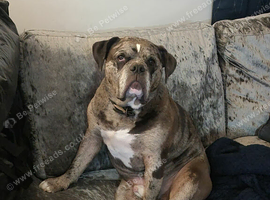 Olde English bulldog