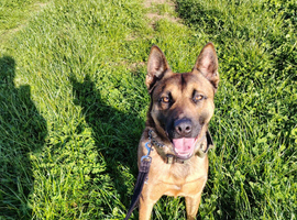 3 year old Belgian Malinois