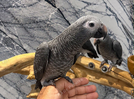 Friendly Baby HandReared Super Tame Cuddly African Grey Parrot,6
