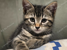 ADORABLE KITTENS FOR THEIR FOREVER HOMES