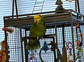 Double yellow headed Amazon