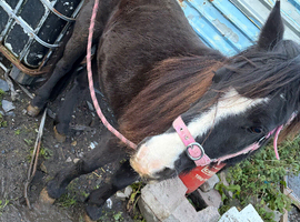 Cob type horse
