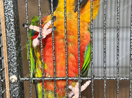 Jenday Conure