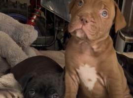 Dogue de Bordeaux X sharpei puppies