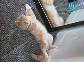 Ginger boy