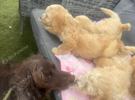 Cockapoo puppies