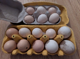 Hatching eggs for sale