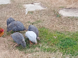 3 Bonded Groups of Guinea Fowl Youngsters