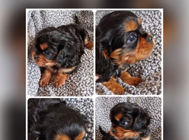 Cavalier King Charles Male Puppies