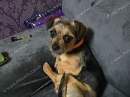 Yorkie cross border terrier