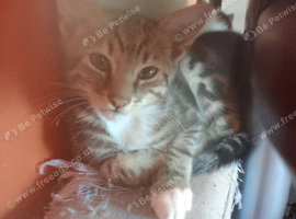 2 male kittens