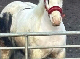 Mare pie bald