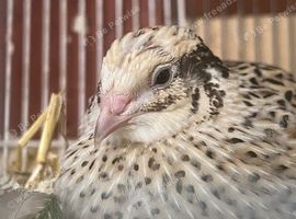 PET young quails