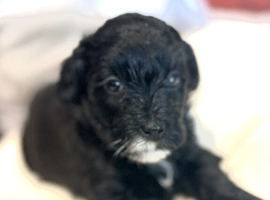 Lhasapoo pups- all reserved