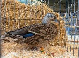 Call ducks - quality mallard/greys and blue fawns