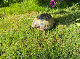 For Sale - Adult Tortoises