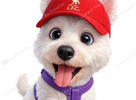 Wanted westie puppy or adoption of young westie