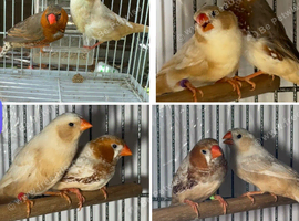 Zebra Finches