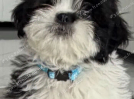 Shih Tzu