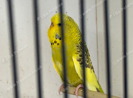 Female budgie